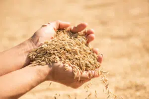 paddy harvest golden yellow paddy hand farmer carrying paddy hand rice