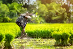 การส่งออกข้าวไทย